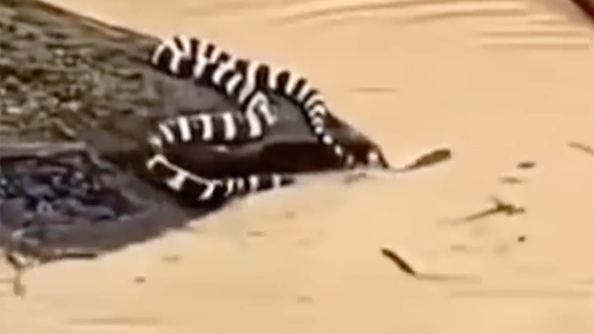 China's Devastating Floods: 900 Snakes Escape as Historic Rainfall and Rare Tornadoes Ravage Nation