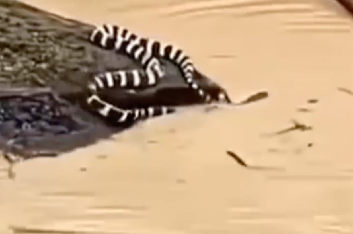 China's Devastating Floods: 900 Snakes Escape as Historic Rainfall and Rare Tornadoes Ravage Nation