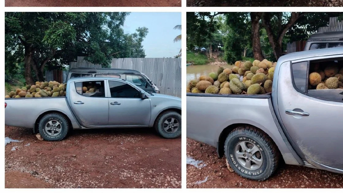 RM60-a-day gig turns costly: Young driver nabbed with 700kg of smuggled durians at Rantau Panjang