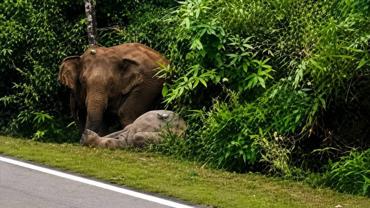 Mother Elephant's Vigil: Mersing Tragedy Echoes Gerik's Heartbreak