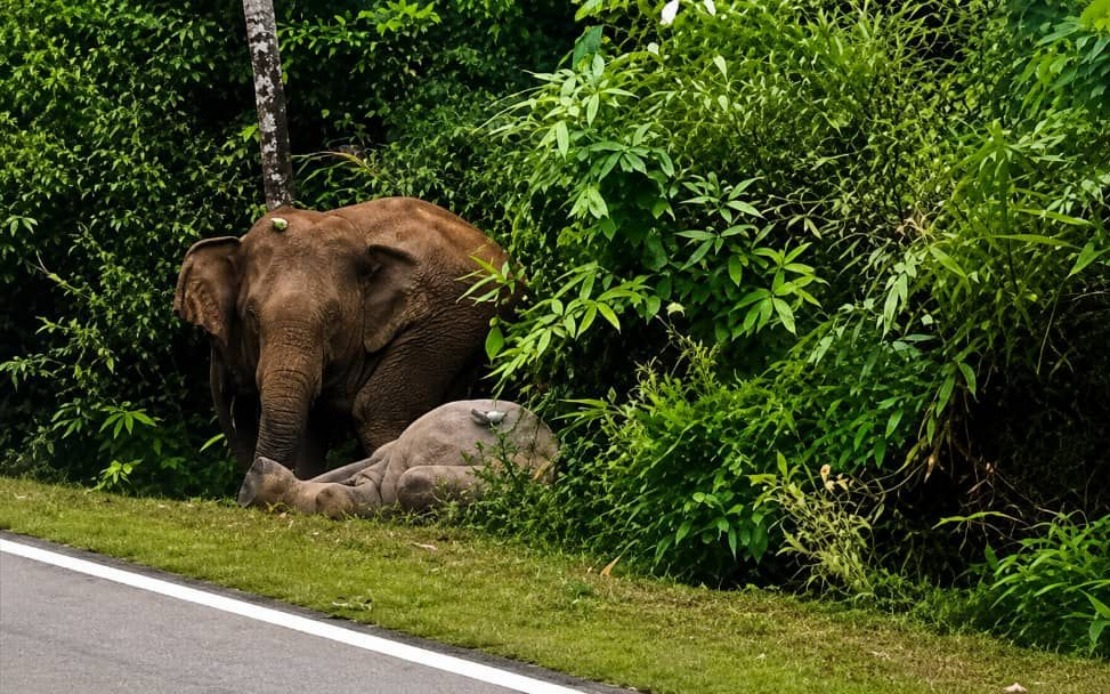 Mother Elephant's Vigil: Mersing Tragedy Echoes Gerik's Heartbreak