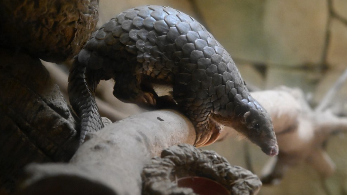 Indonesia arrests suspected pangolin trafficker as enforcement intensifies against international smuggling networks