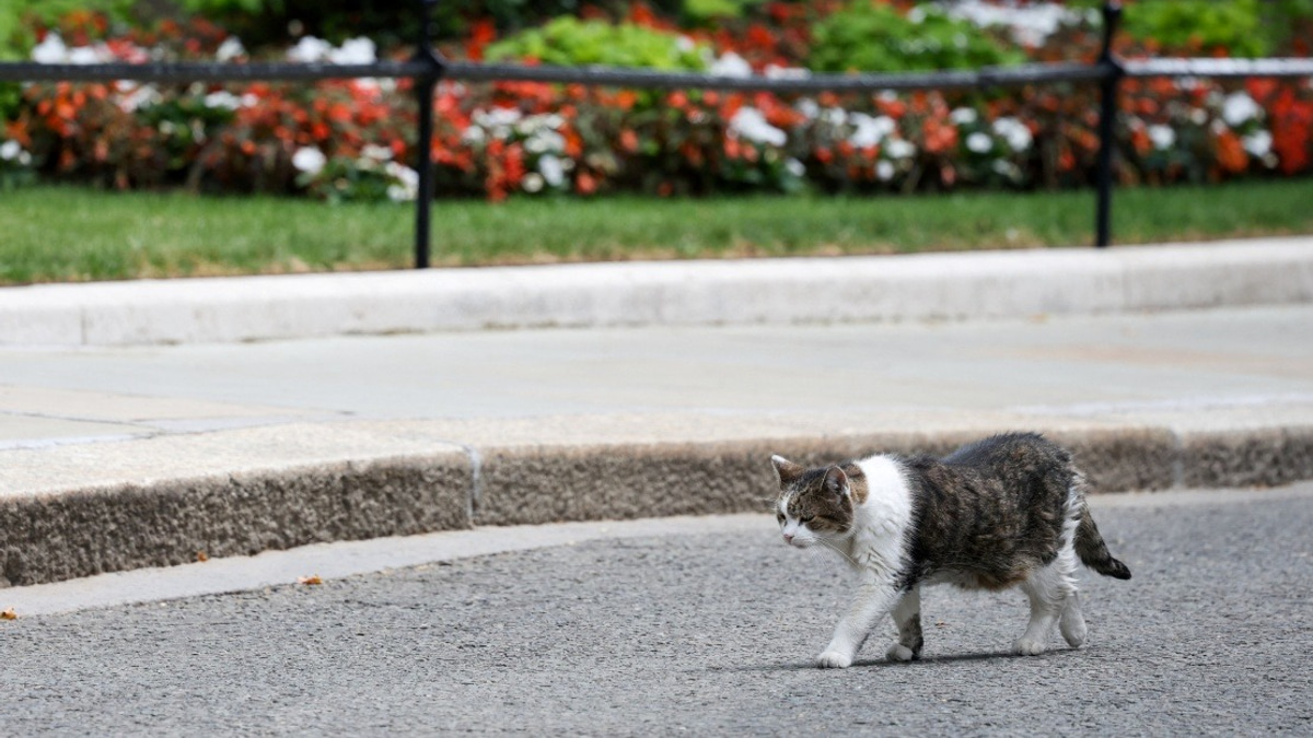 Larry the Cat: A Whisker-Thin Connection Through Six British Prime Ministers