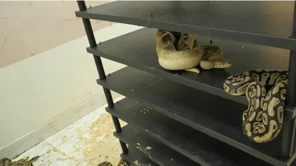 Chinese man sentenced to prison after electricity usage reveals illegal breeding of 300+ pythons