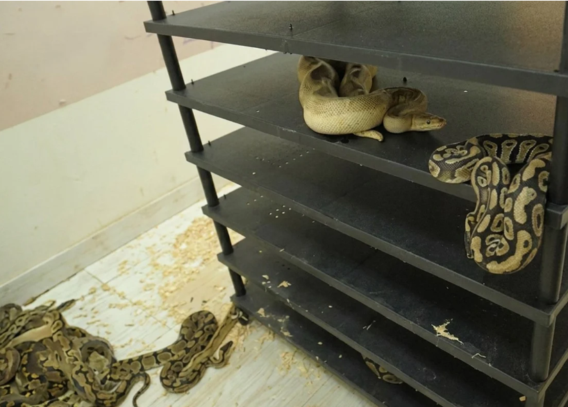 Chinese man sentenced to prison after electricity usage reveals illegal breeding of 300+ pythons