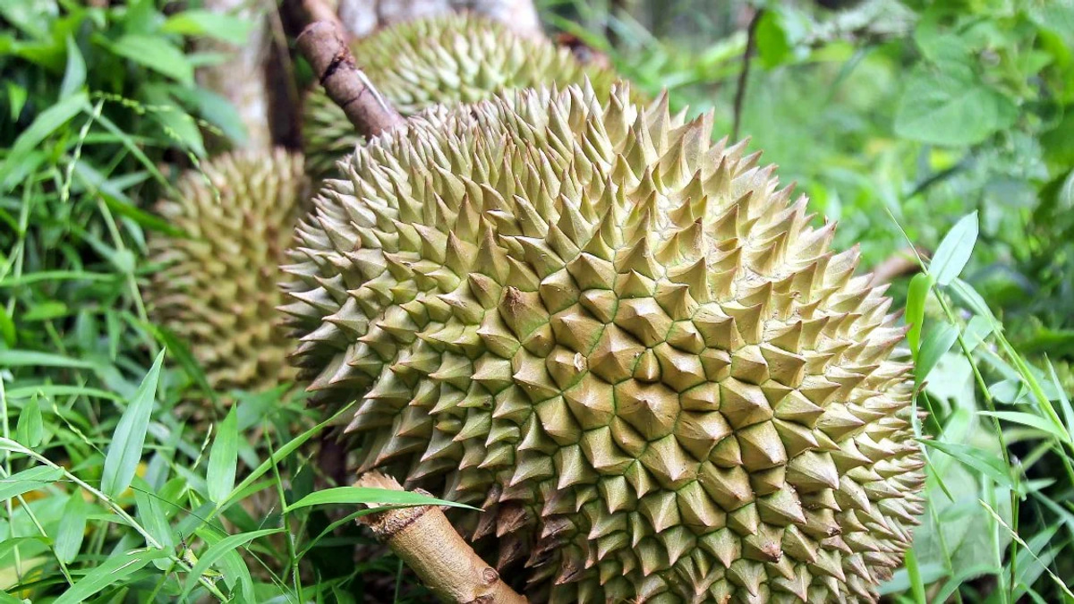Four men detained over gang robbery at Jasin durian orchard; RM9,000 in losses reported