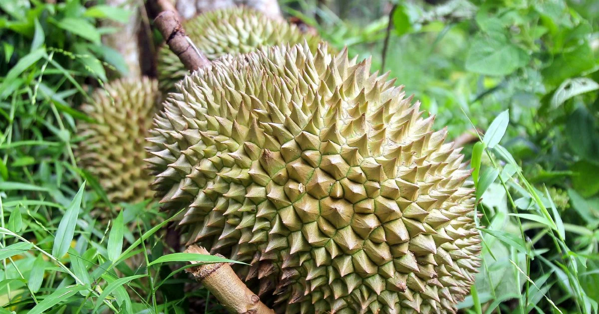 Four men detained over gang robbery at Jasin durian orchard; RM9,000 in losses reported