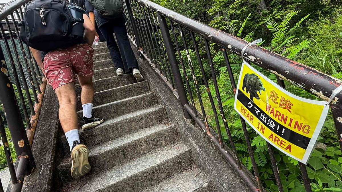 Japan launches massive camera survey as bear attacks claim lives across Tohoku region