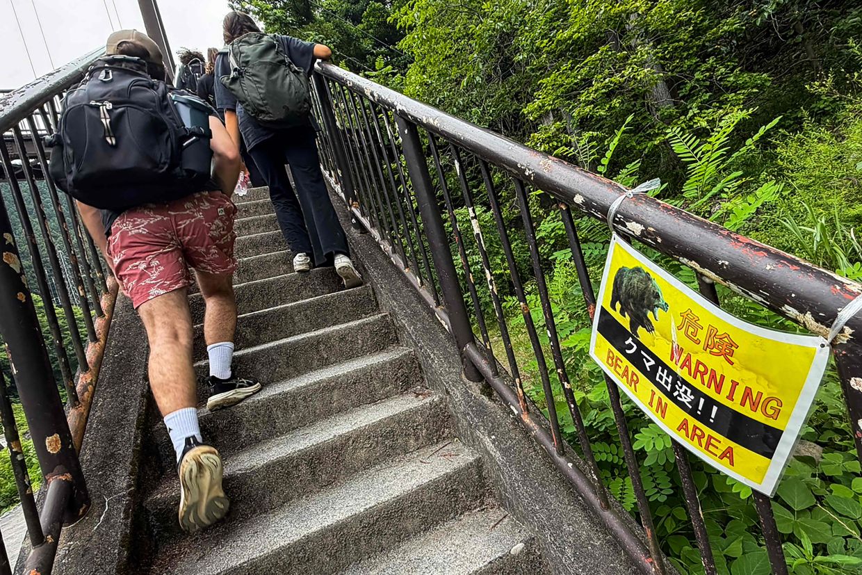 Japan launches massive camera survey as bear attacks claim lives across Tohoku region