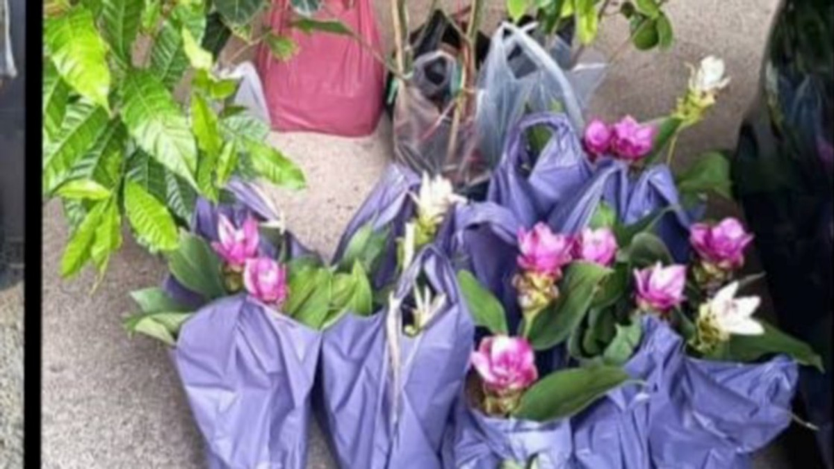 Two Elderly Women Arrested for Smuggling Thai Plant Seedlings Through Kelantan Jetty