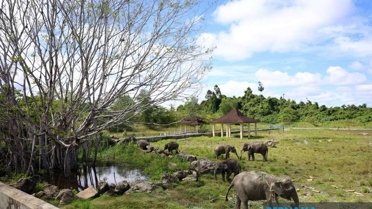 Sabah Studies Tawau Elephant Sanctuary Model for Statewide Rollout