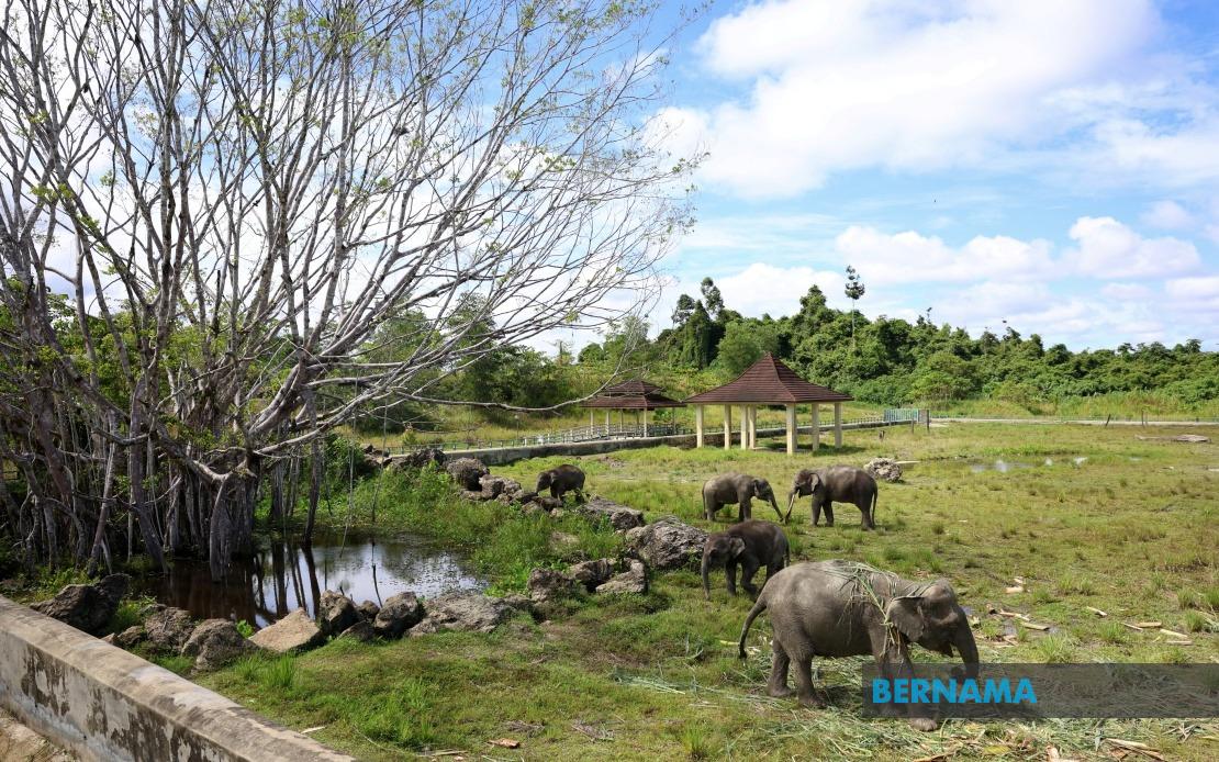 Sabah Studies Tawau Elephant Sanctuary Model for Statewide Rollout