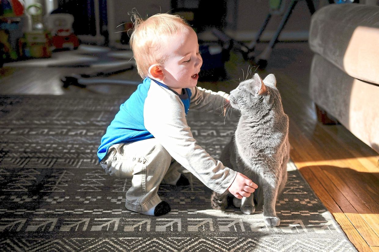 Swedish study finds cat ownership does not worsen childhood asthma