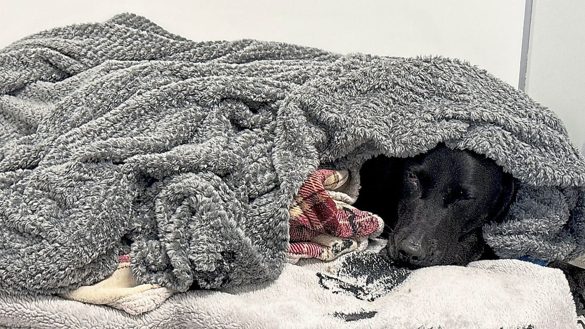 Mountain rescue saves dog after cannabis ingestion on Ben Nevis peak