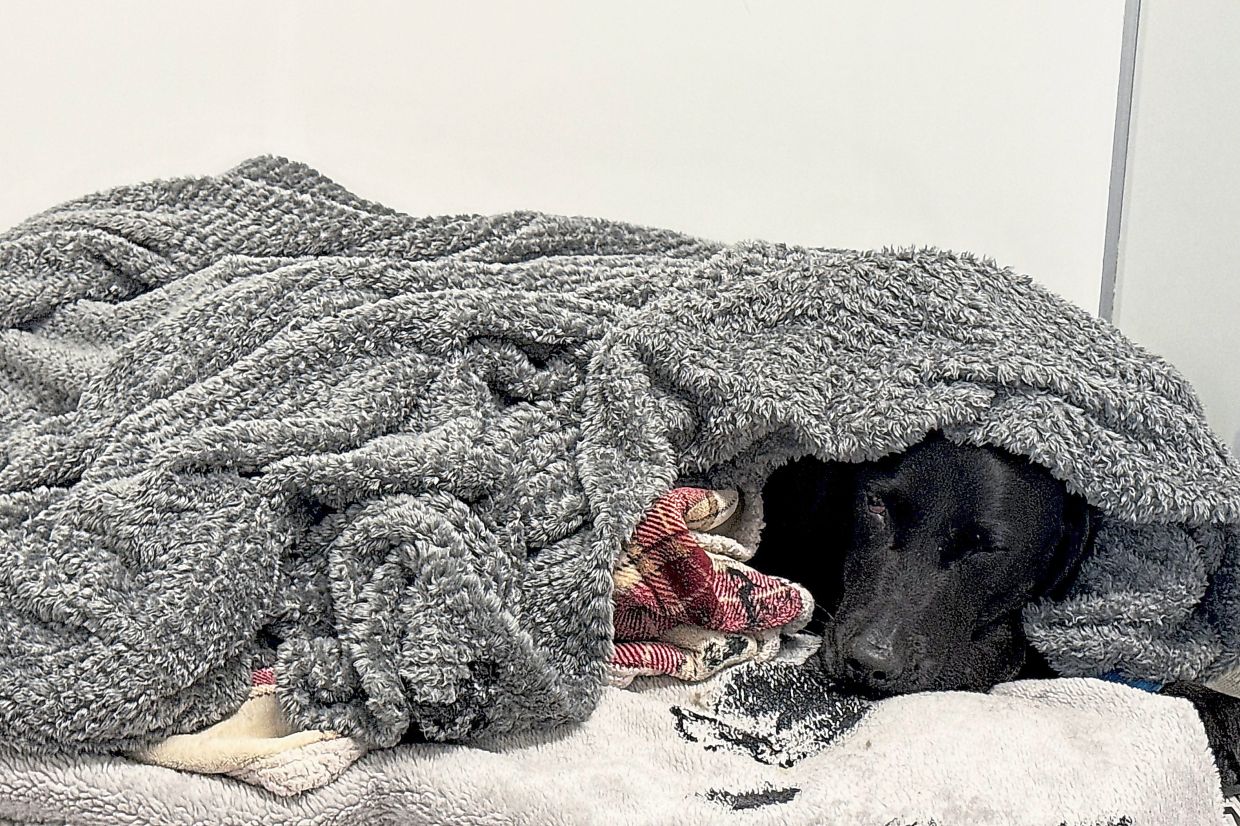 Mountain rescue saves dog after cannabis ingestion on Ben Nevis peak