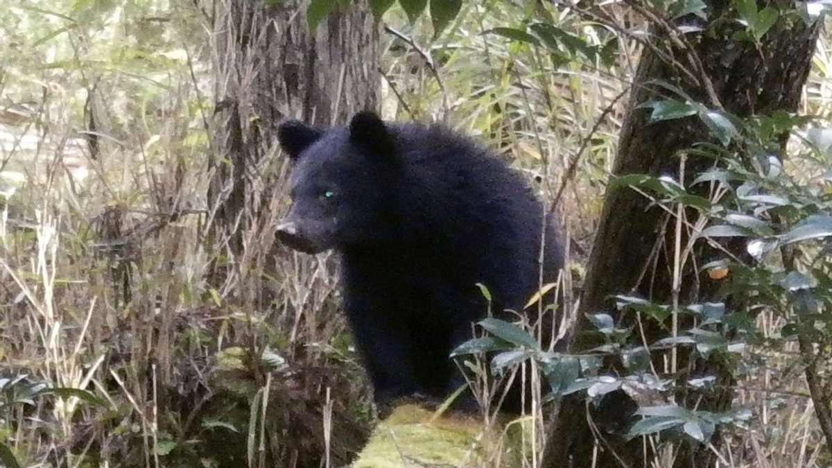 Japan's Bear Crisis Overwhelms Local Governments With Hostile Public Pressure