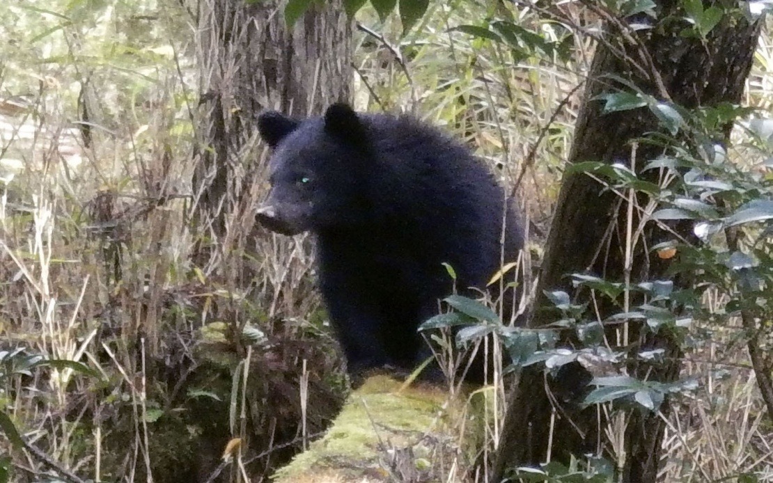 Japan's Bear Crisis Overwhelms Local Governments With Hostile Public Pressure