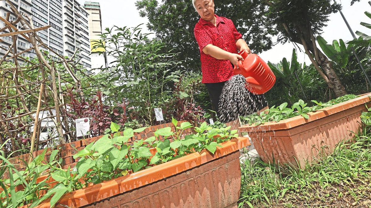 From Abandoned Land to Community Lifeline: How KL's 1Razak Mansion Food Forest Is Transforming Elderly Lives