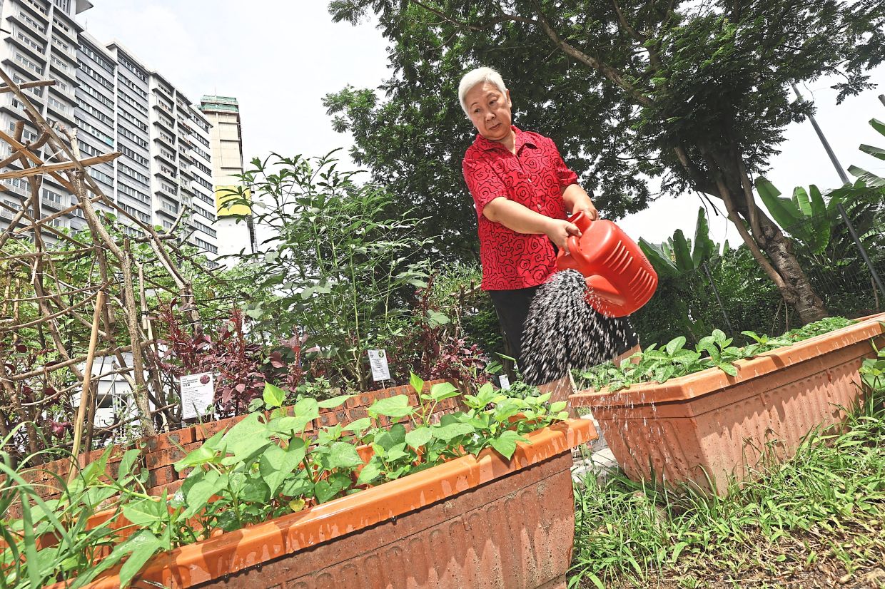 From Abandoned Land to Community Lifeline: How KL's 1Razak Mansion Food Forest Is Transforming Elderly Lives