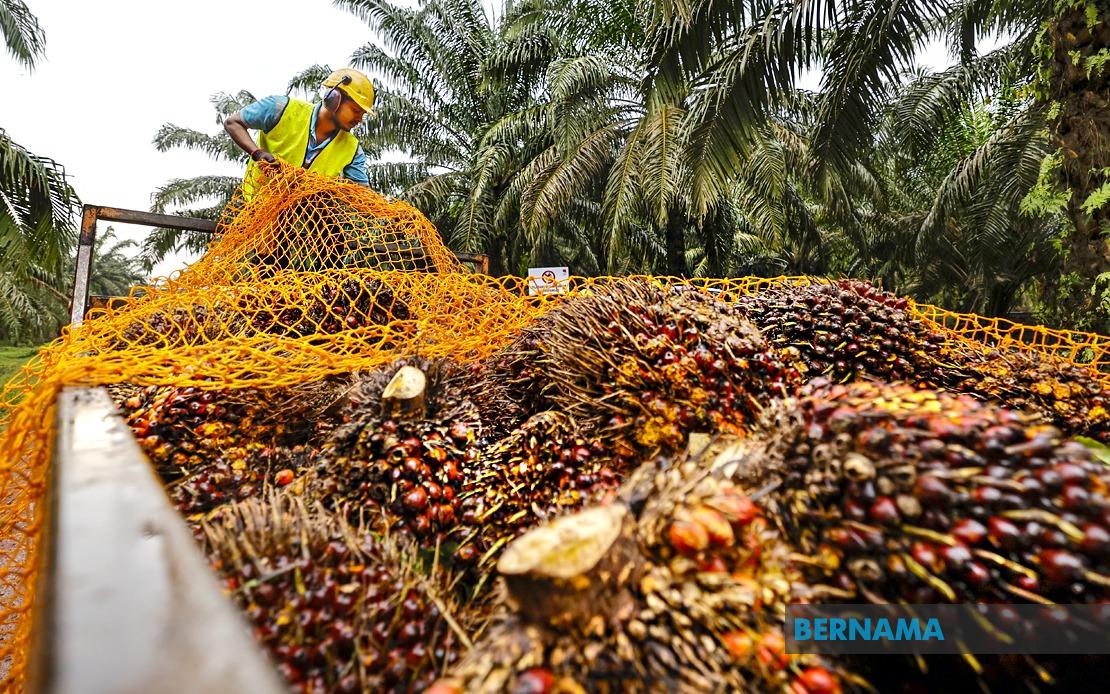 MPOB Research Station To Transform Melaka's Palm Oil Sector
