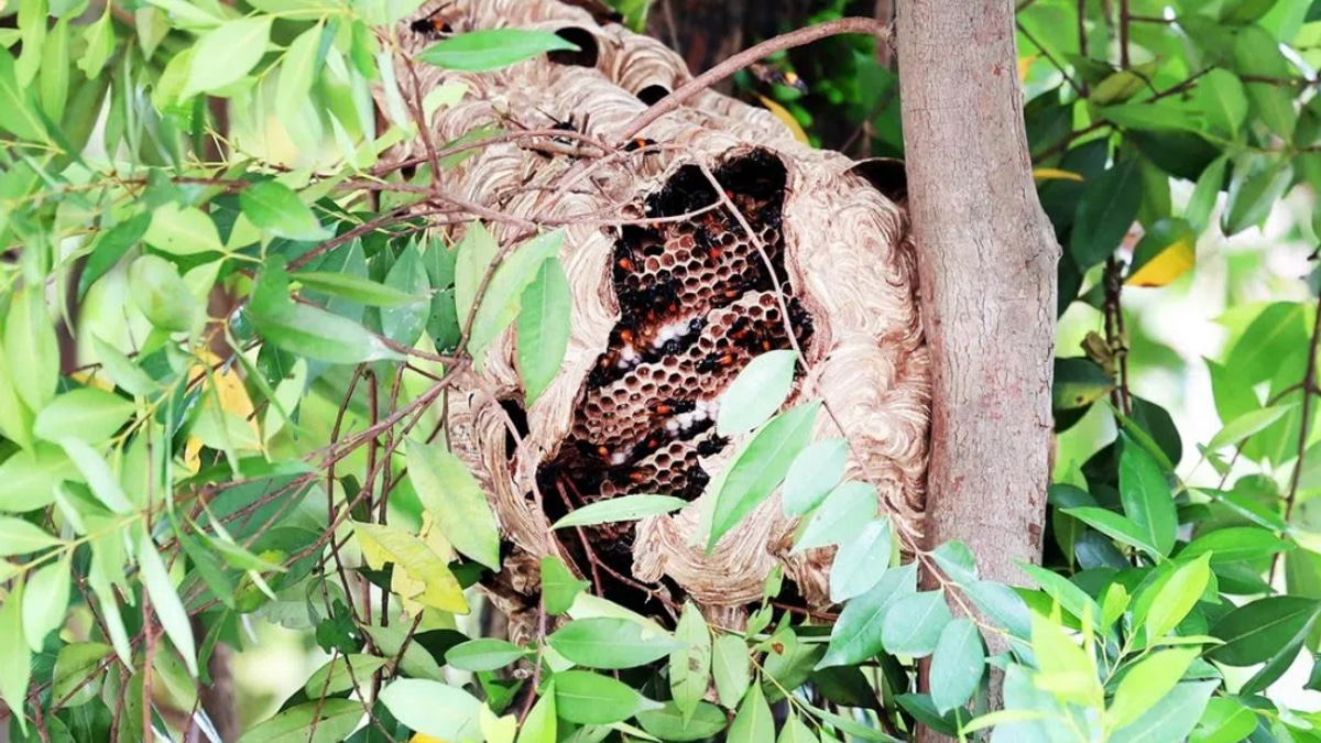 Four hospitalised after hornet swarm attacks near Singapore's Redhill Market