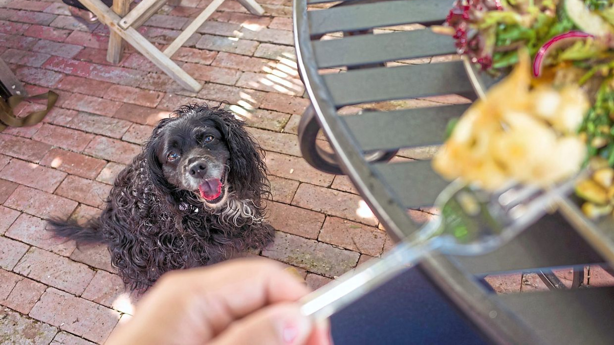 Pet-Friendly Dining in Malaysia: A Guide to Safely Enjoying Meals with Your Dog
