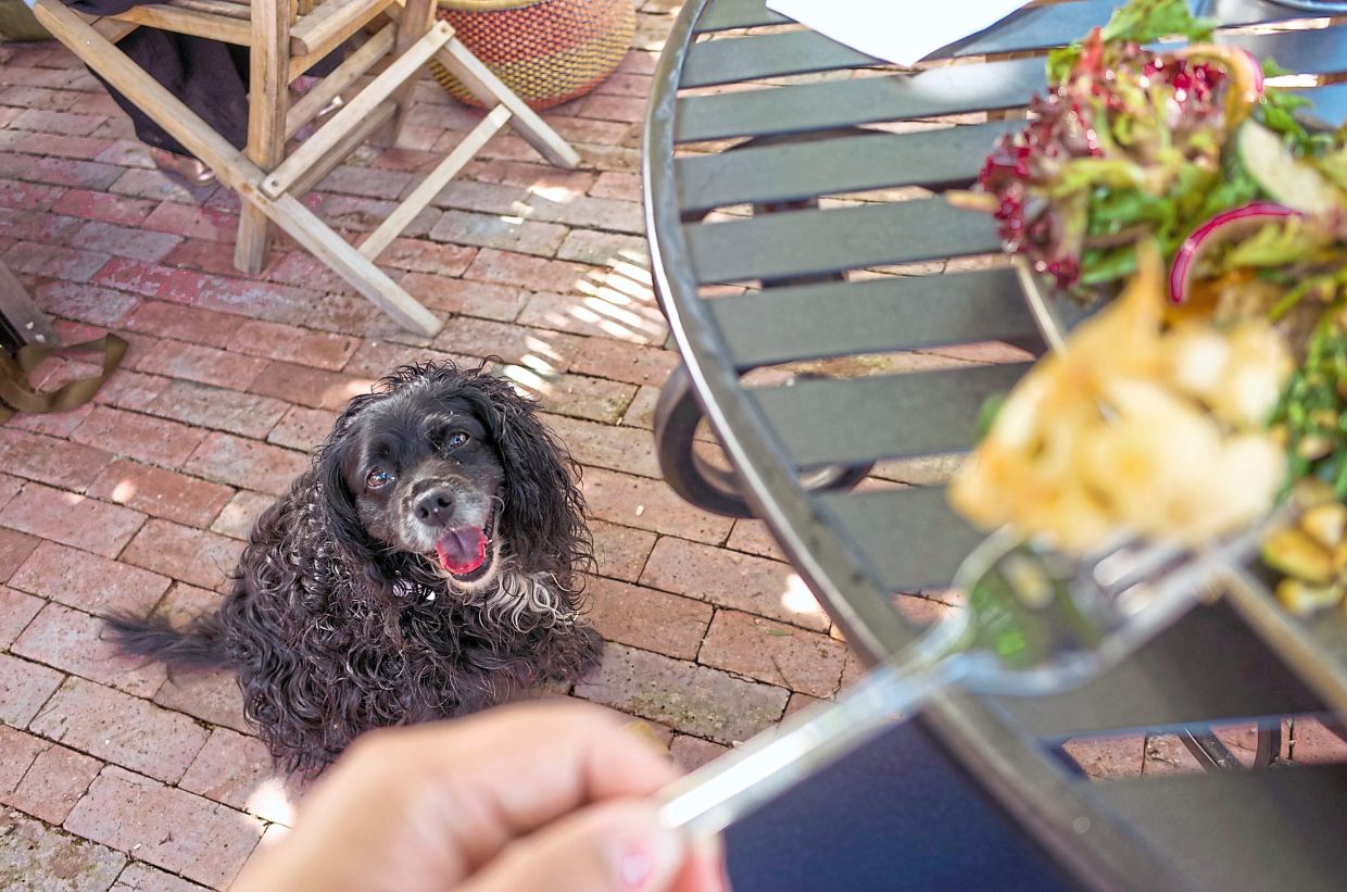 Pet-Friendly Dining in Malaysia: A Guide to Safely Enjoying Meals with Your Dog