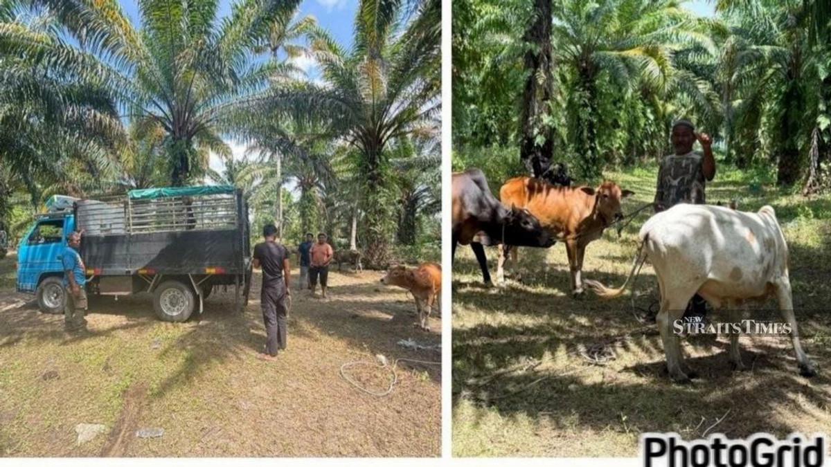 Police Dismantle Cattle Theft Ring in East Coast, Recover RM96,000 Worth of Livestock