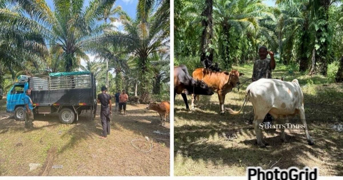 Police Dismantle Cattle Theft Ring in East Coast, Recover RM96,000 Worth of Livestock