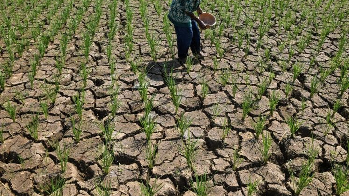 Indonesia's Widening Drought Crisis Tests Regional Resilience as El Niño Intensifies