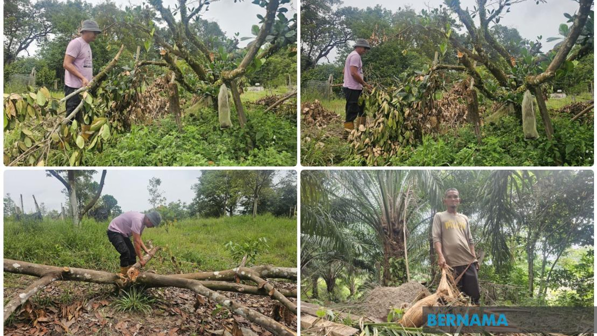 Elephant Invasions Escalate in Terengganu Housing Estate as Wildlife Loses Ground to Development