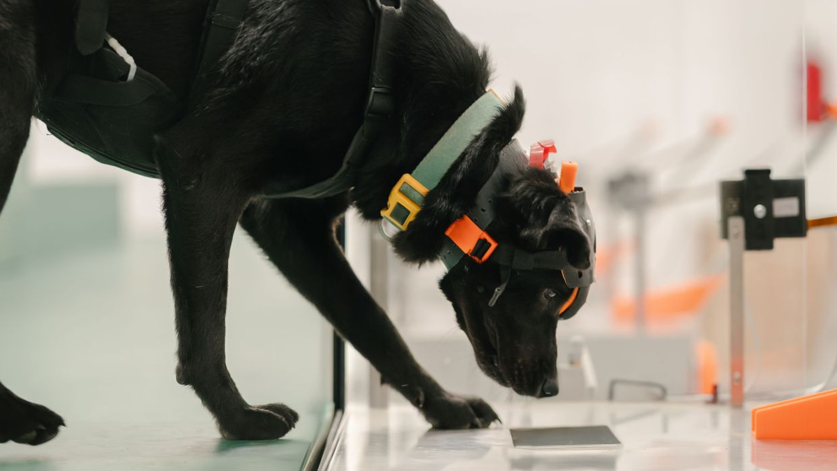 Indian startup harnesses cancer-detecting dogs and AI to democratise early screening