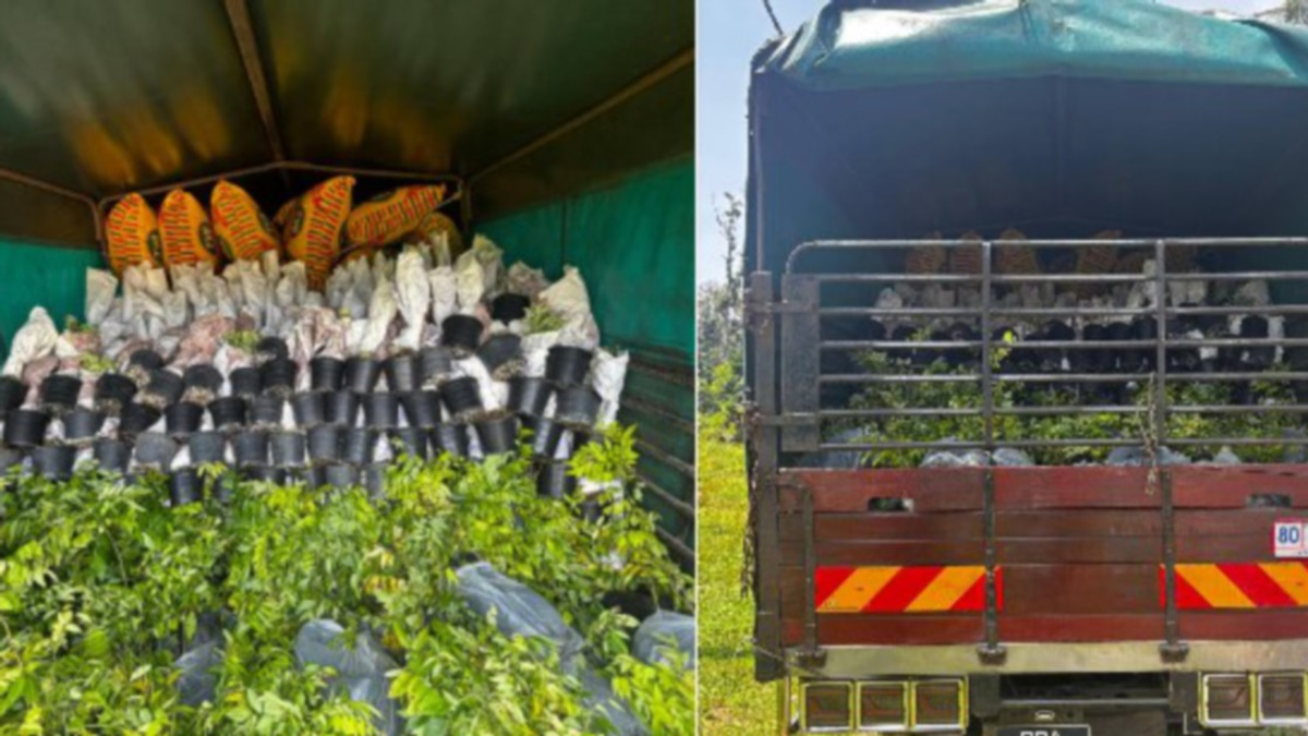 Ornamental Plant Smuggling Bid Foiled at Kelantan Border: 6,000 Saplings Worth RM200,000 Seized