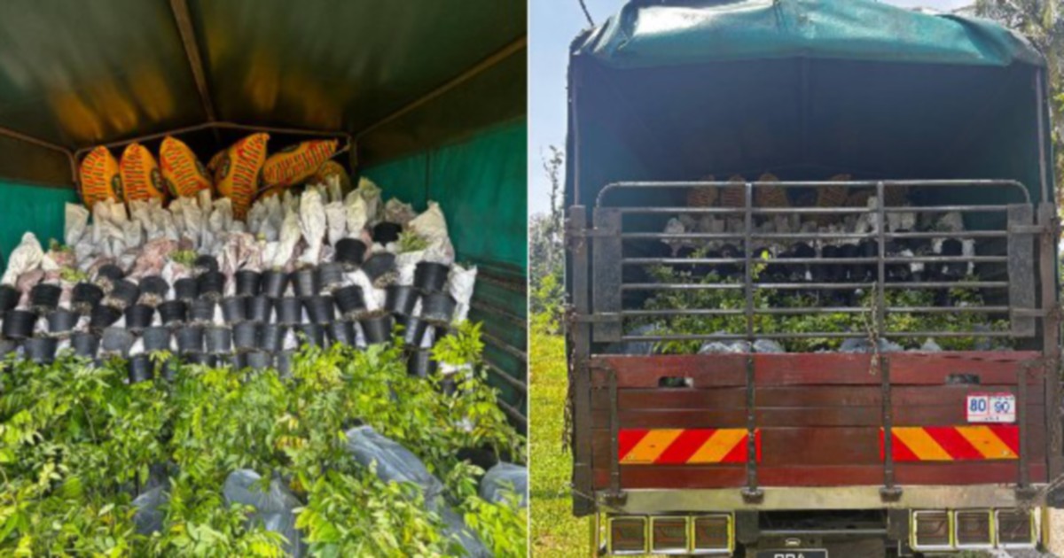 Ornamental Plant Smuggling Bid Foiled at Kelantan Border: 6,000 Saplings Worth RM200,000 Seized