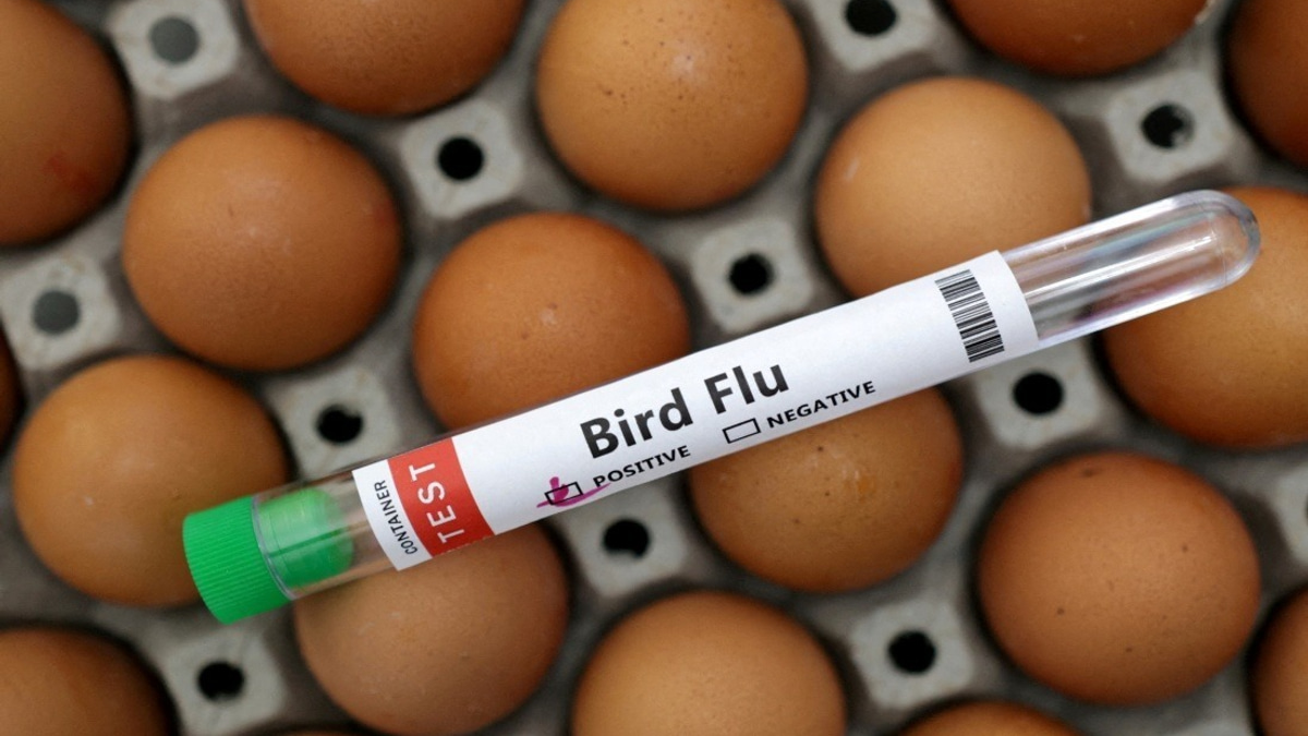 Victoria Enforces Indoor Poultry Rules as H5N1 Detections Surge Across Australia