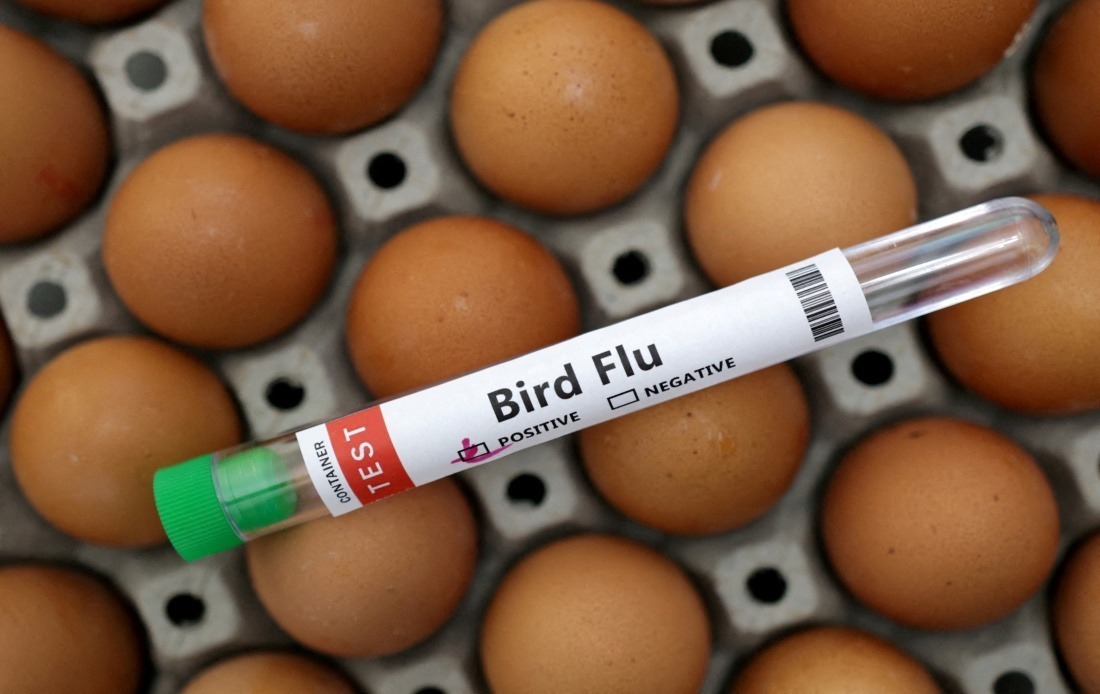Victoria Enforces Indoor Poultry Rules as H5N1 Detections Surge Across Australia