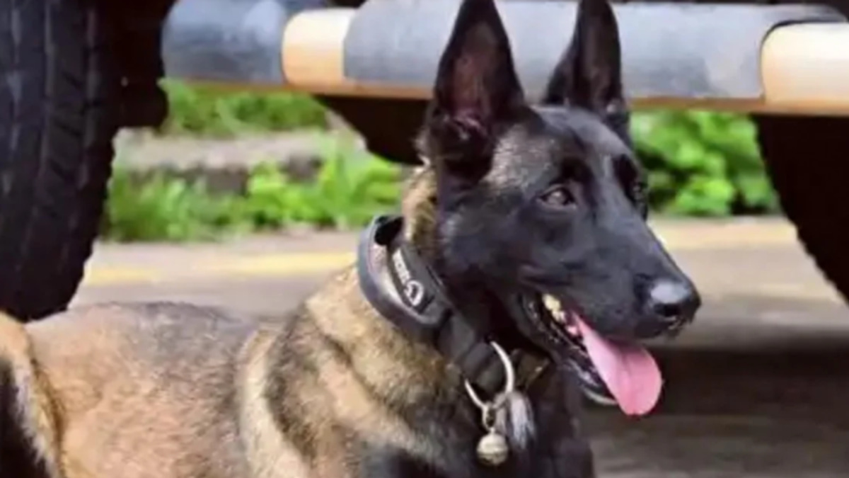 A bond forged in duty: how a Chinese police dog's vigil for his injured handler moved millions