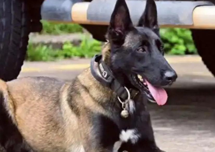 A bond forged in duty: how a Chinese police dog's vigil for his injured handler moved millions