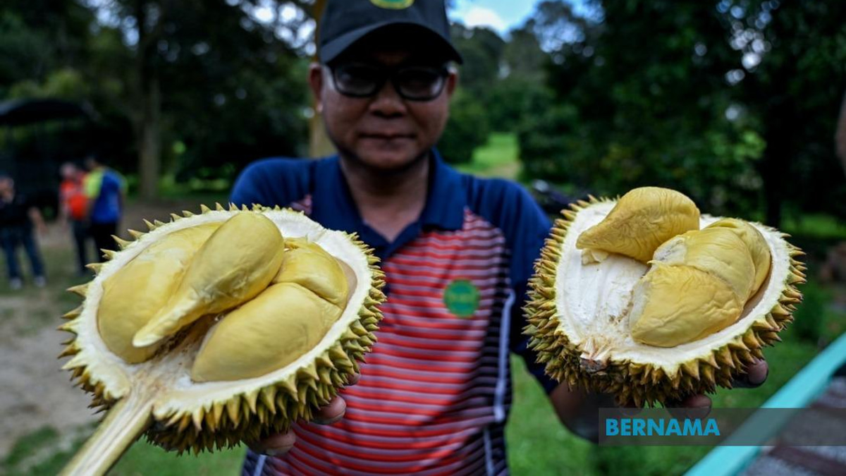 MARDI's MS88 Hybrid Durian Programme Reaches 25,000 Trees Across Malaysia