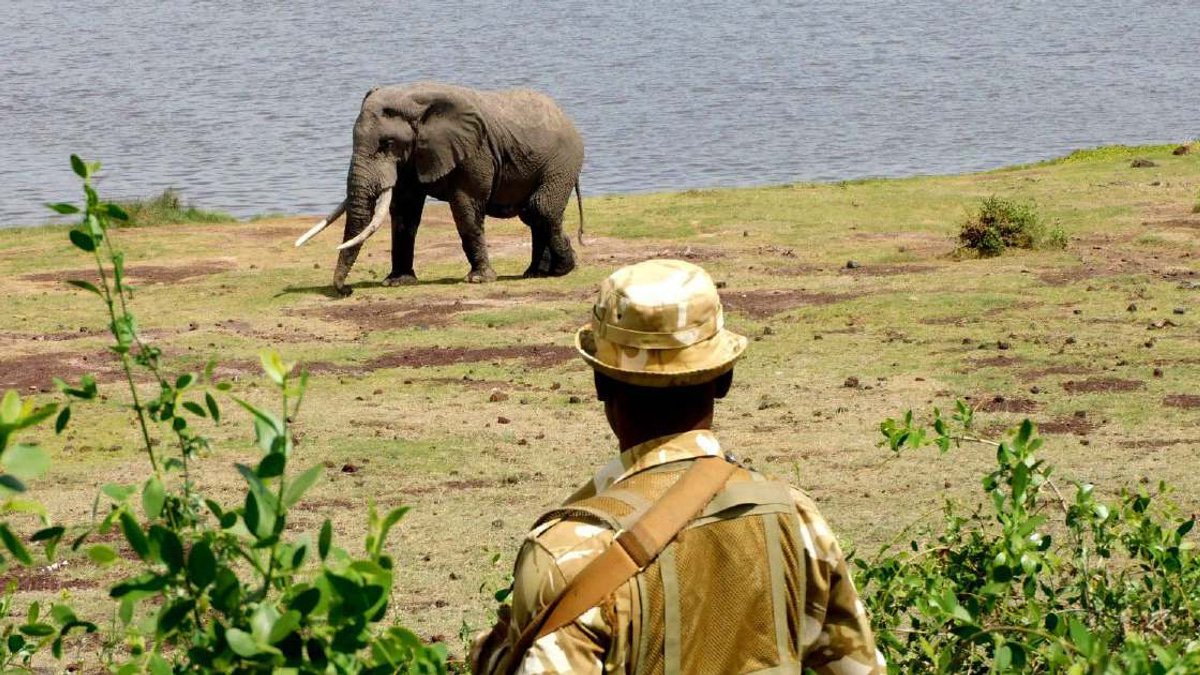 Kenya launches urgent inquiry into deaths of 15 elephants at Amboseli National Park