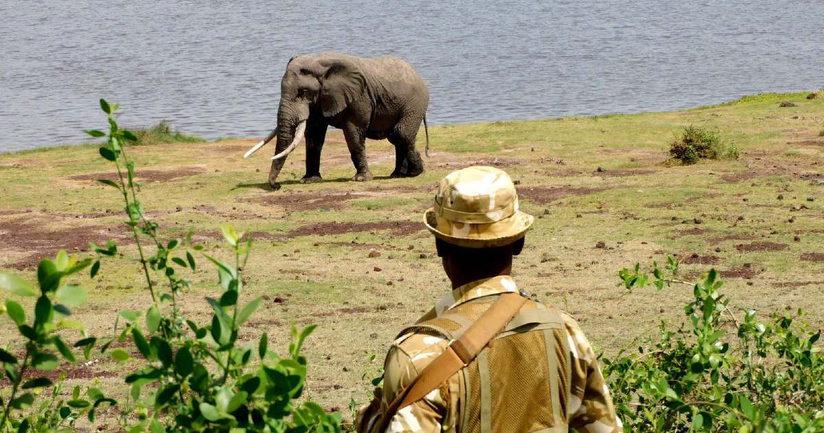 Kenya launches urgent inquiry into deaths of 15 elephants at Amboseli National Park