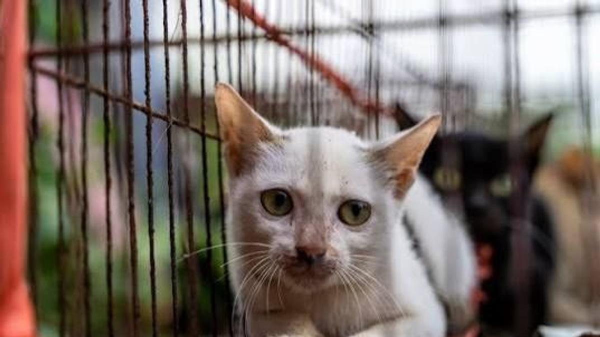 Stolen Cats Reunited After Vietnamese Police Dismantle Theft Ring