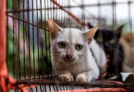 Stolen Cats Reunited After Vietnamese Police Dismantle Theft Ring