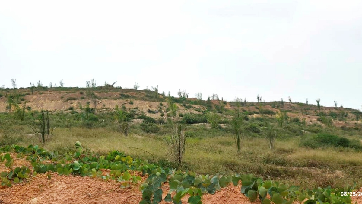 Oil Palm Seedling Quality Issues Spark MACC Inquiry at Felda Palong 7