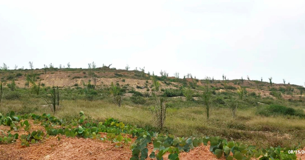 Oil Palm Seedling Quality Issues Spark MACC Inquiry at Felda Palong 7