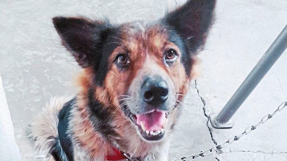 Malaysia's Veterinary Care Crisis: Why Emergency Pet Healthcare Remains a Luxury, Not a Right