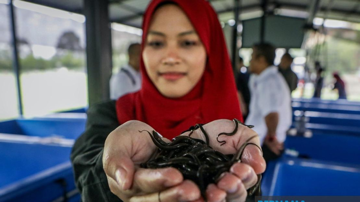 PTSS Bridges Education and Enterprise Through Eel Farming Initiative in Perlis