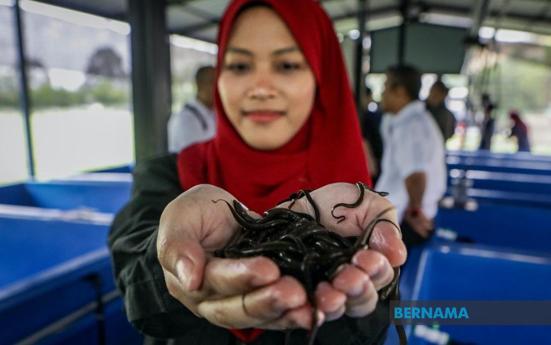 PTSS Bridges Education and Enterprise Through Eel Farming Initiative in Perlis