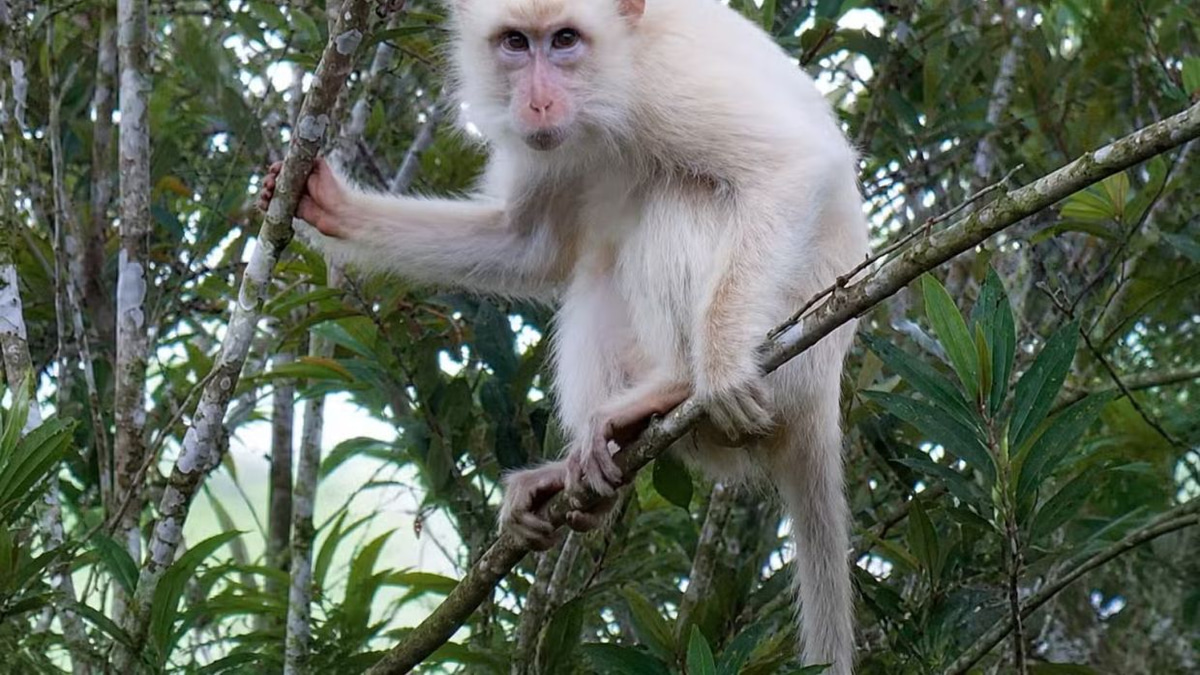 Rare White Macaque in Philippines Sparks Conservation Push Amid Social Media Spotlight