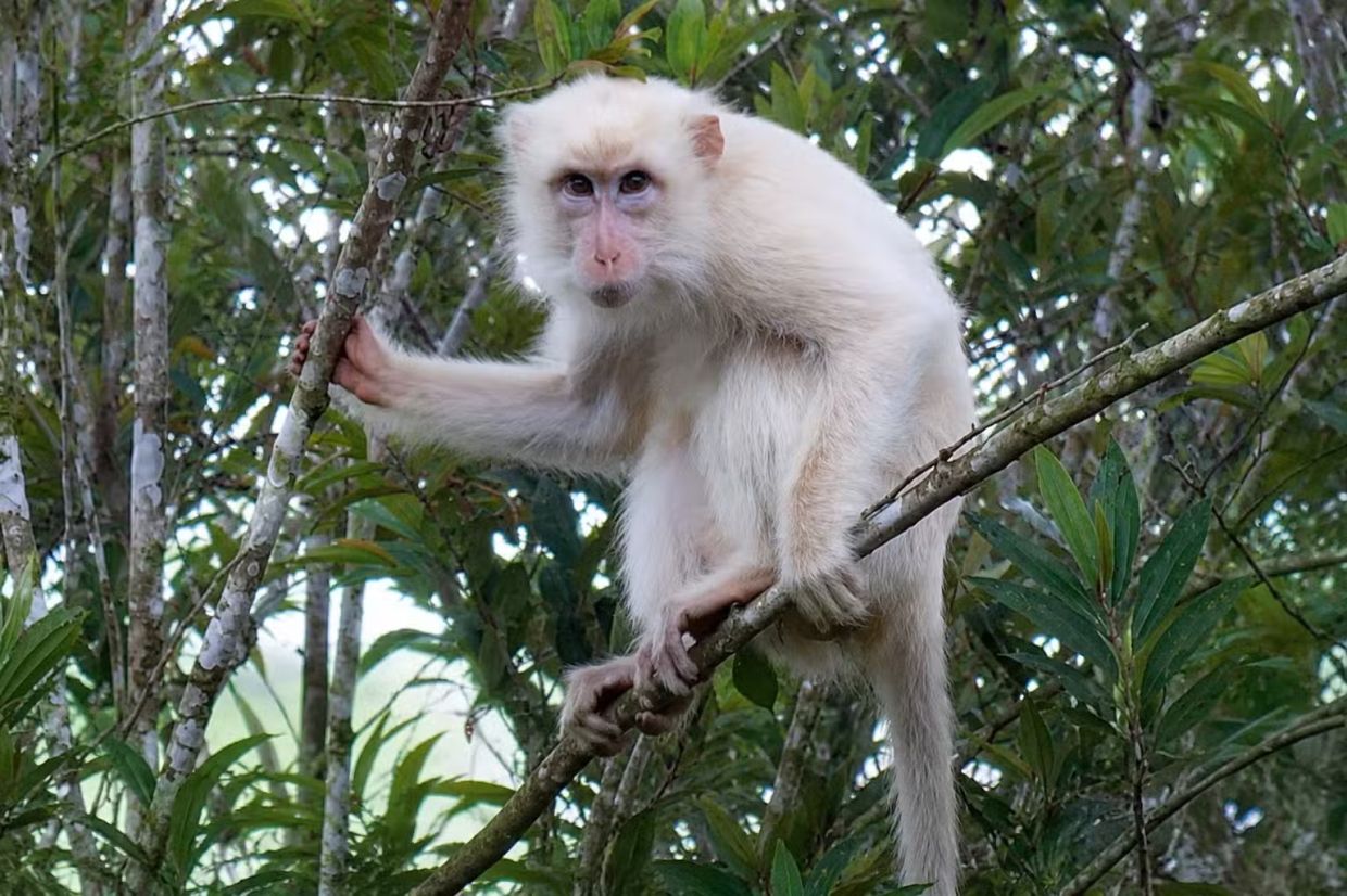 Rare White Macaque in Philippines Sparks Conservation Push Amid Social Media Spotlight